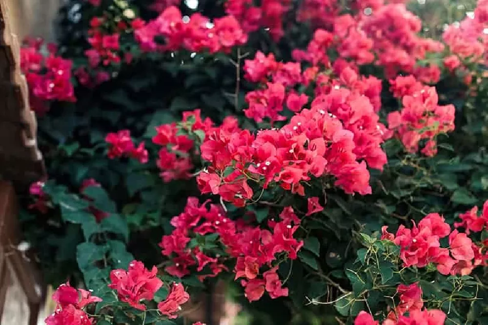 Pink Bougainvillea