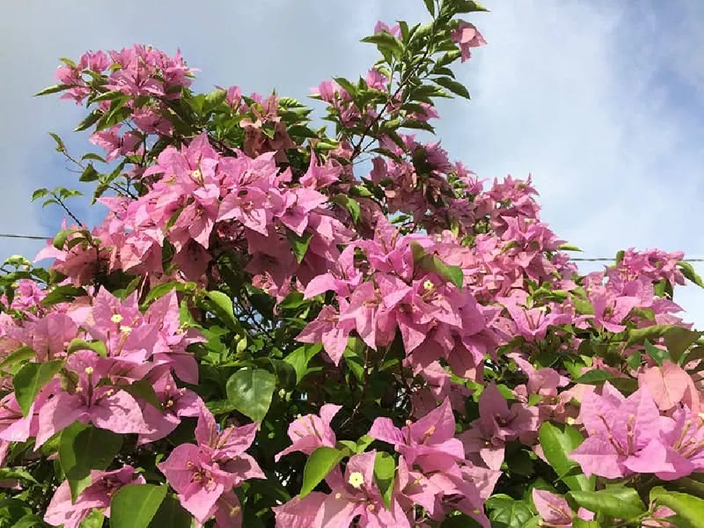 Bougainvillea in sun