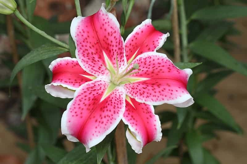 Pink Stargazer Lily