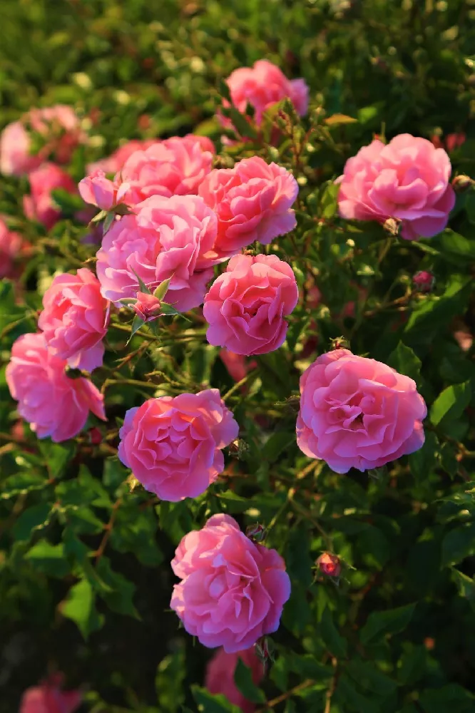 Pink Double Knockout Rose Tree 