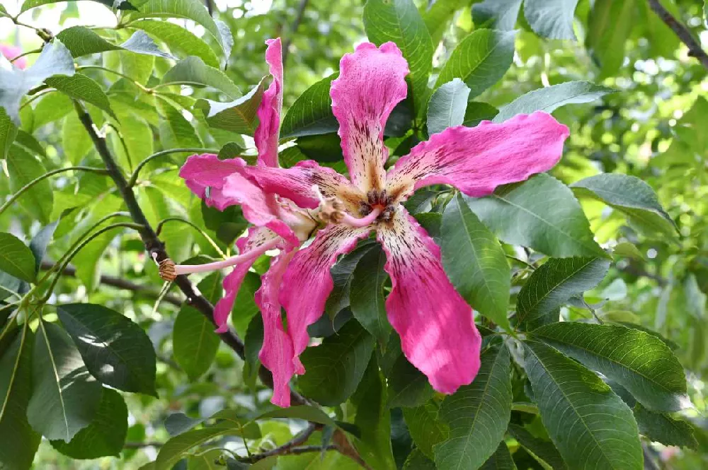 Pink Silk Floss Tree