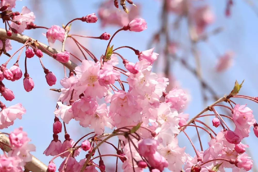 Pink Snow Showers™ Weeping Cherry Tree