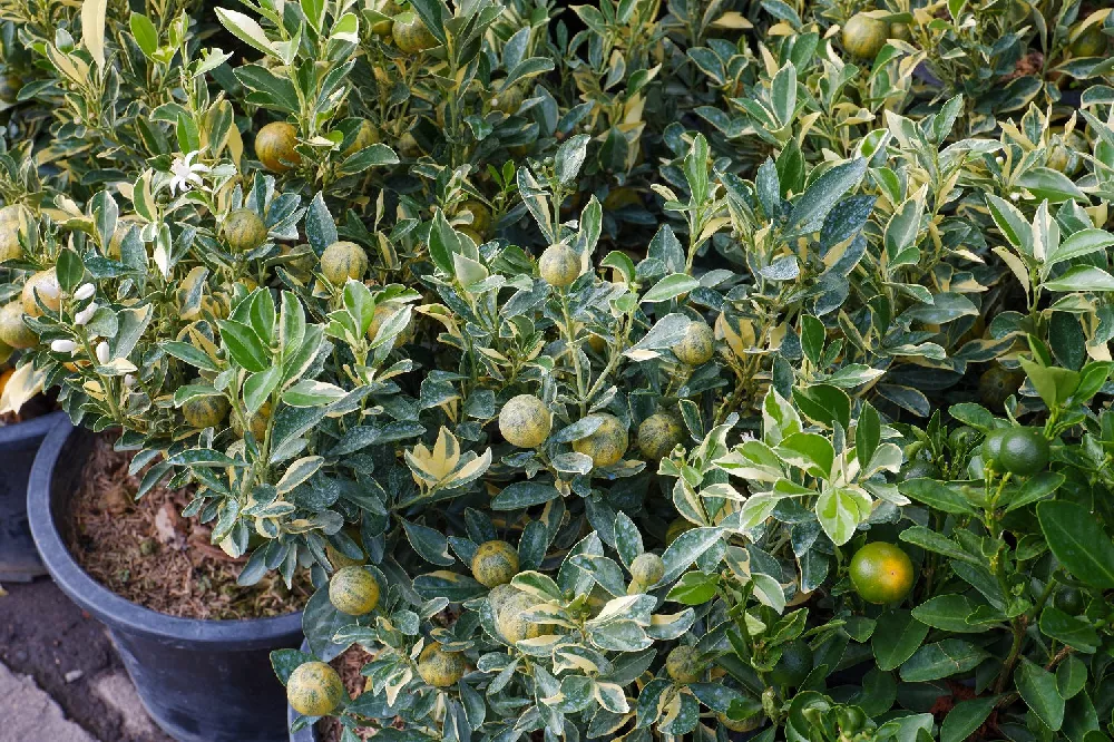 Pink Variegated Eureka Lemon Tree