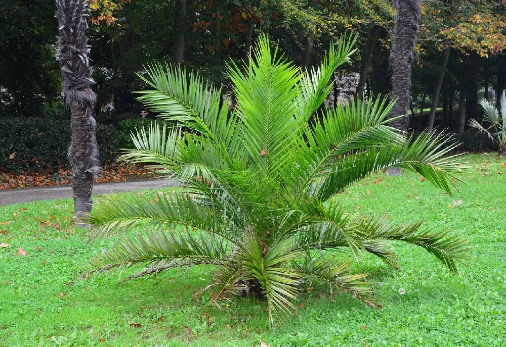 Bamboo Palm outside