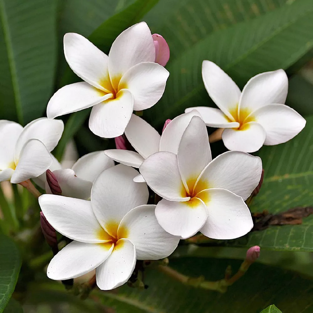 Plumeria-3