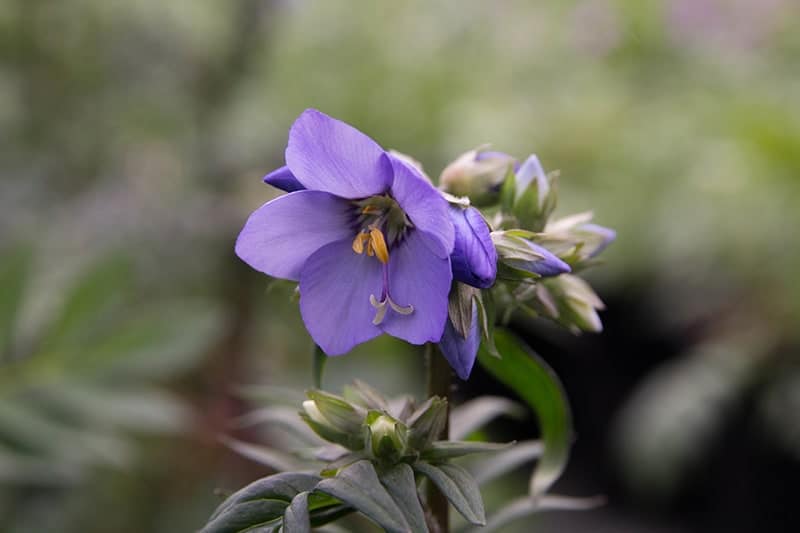 Polemonium 'Bressingham Purple'