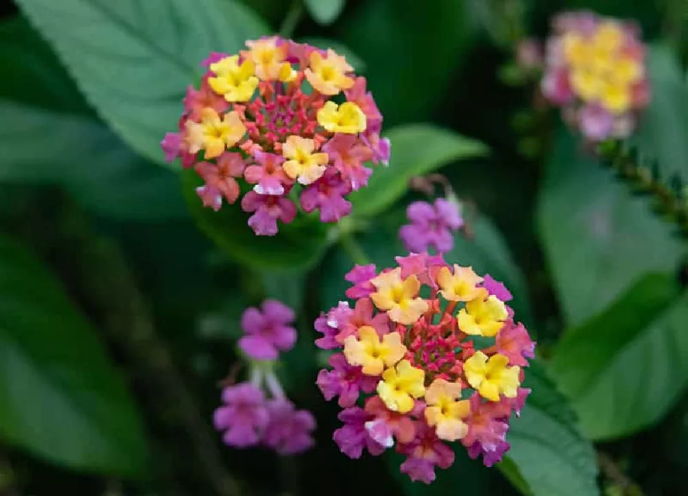 Purple Lantana flowers