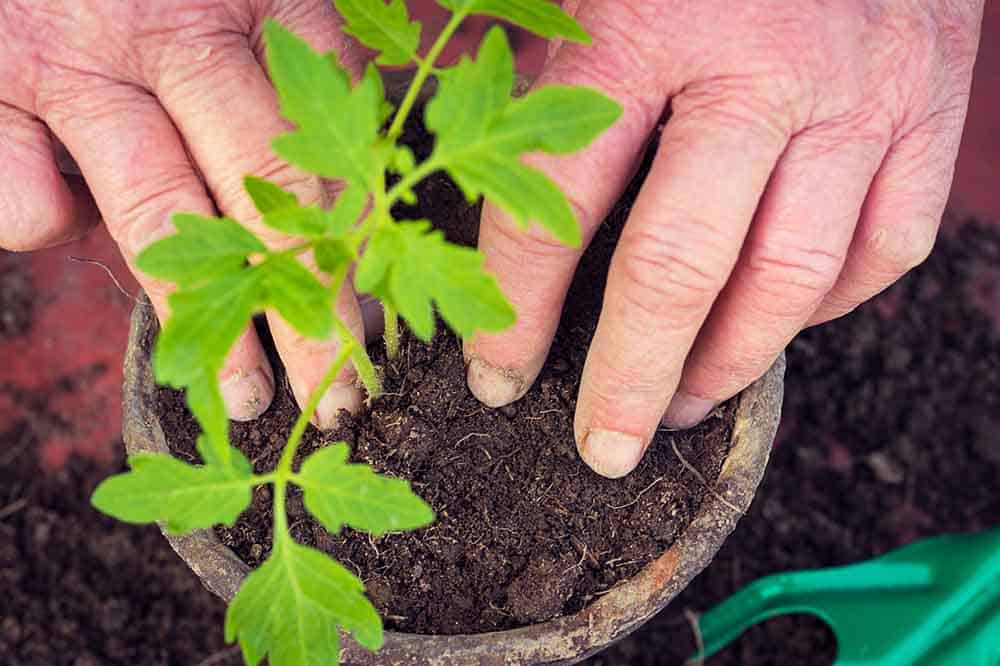 Potting Soil