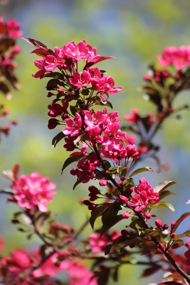 Prairifire Crabapple Tree