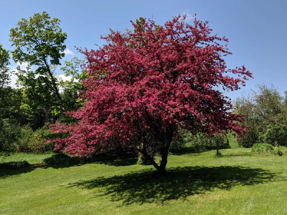 Profusion Crabapple Tree