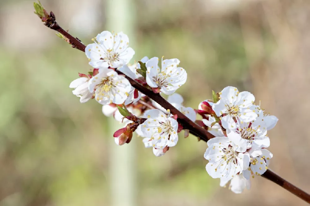 Chinese Mormon Apricot Tree