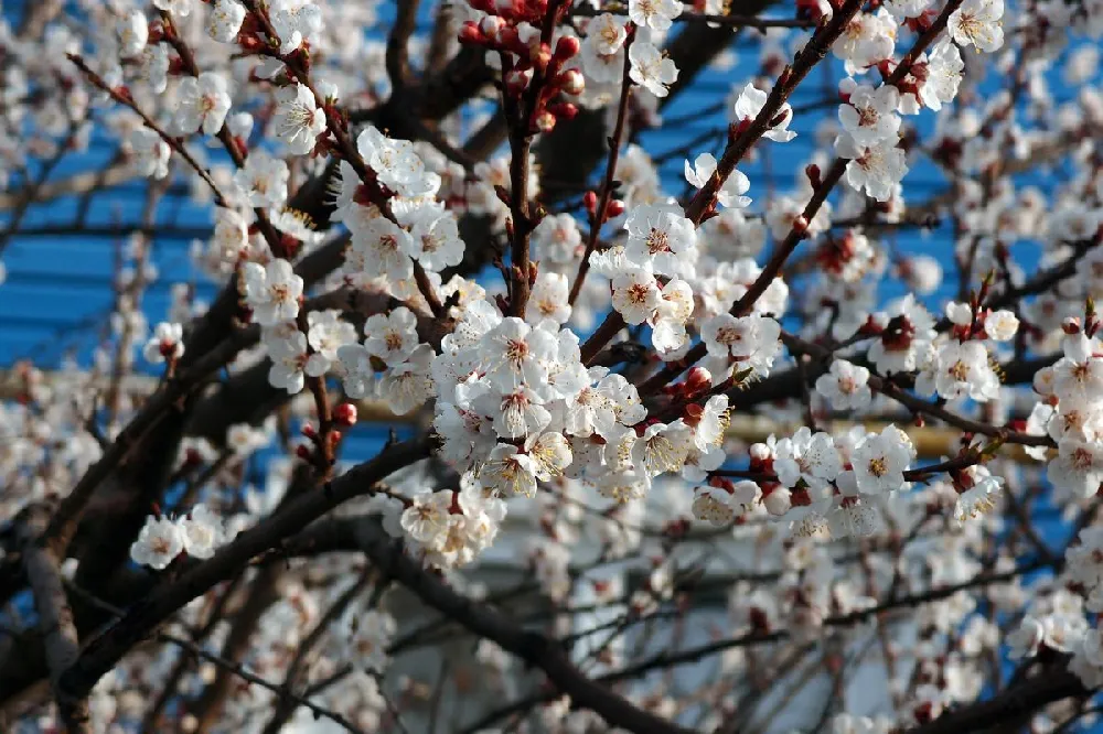 Puget Gold Apricot Tree 2