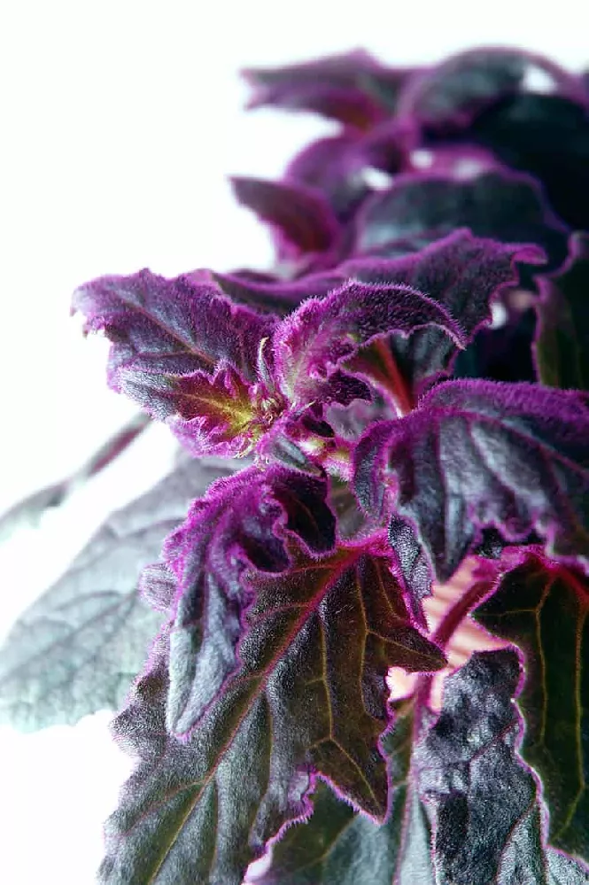 Purple Velvet Plant