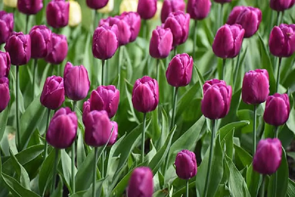 Purple Prince Tulips