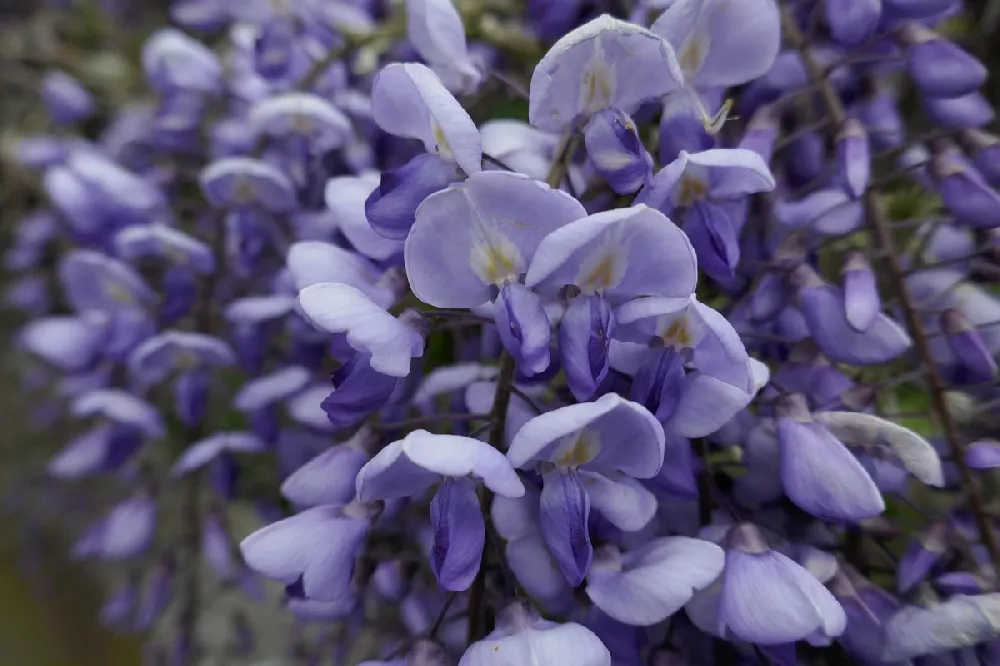     Purple-Wisteria1