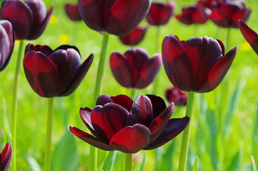 Queen of Night Tulips