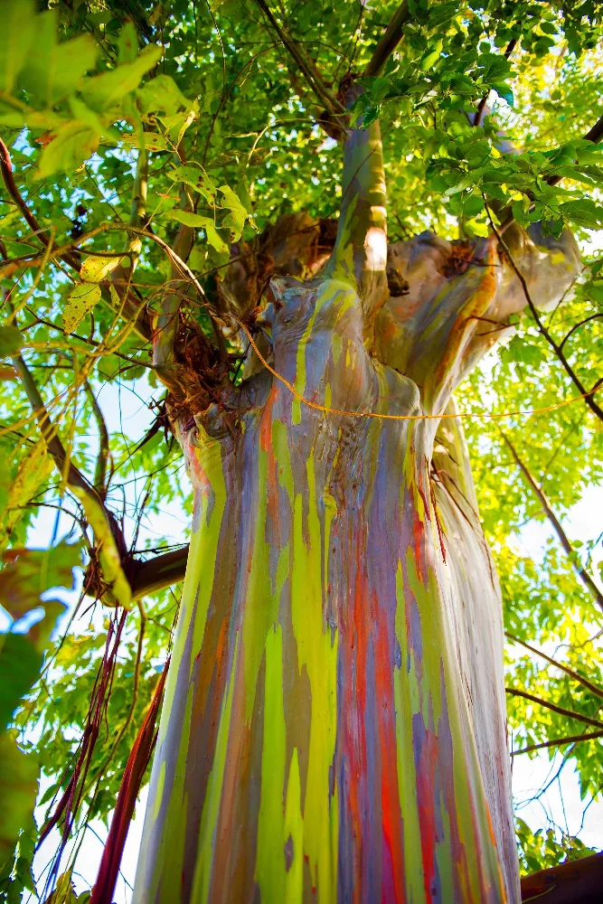 Rainbow Eucalyptus Tree