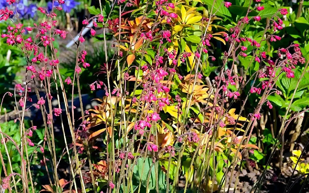 Red Heuchera