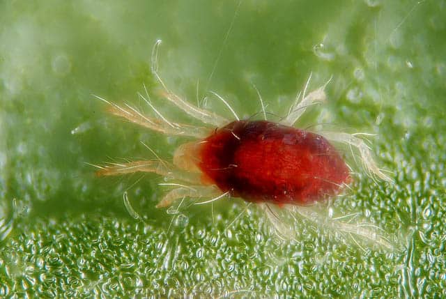 Red Mites