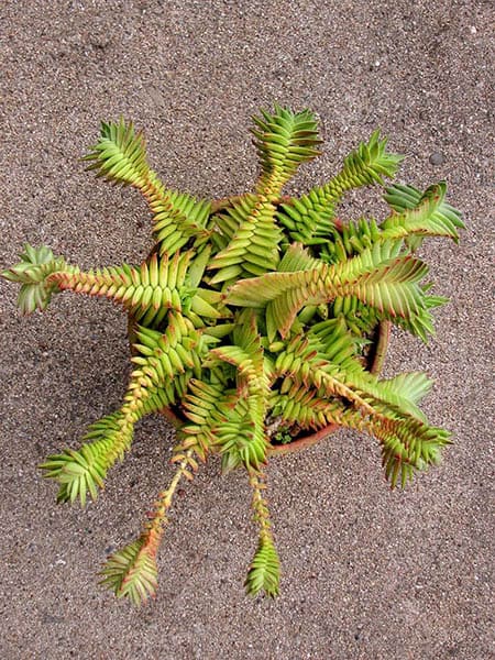 Red Pagoda Crassula