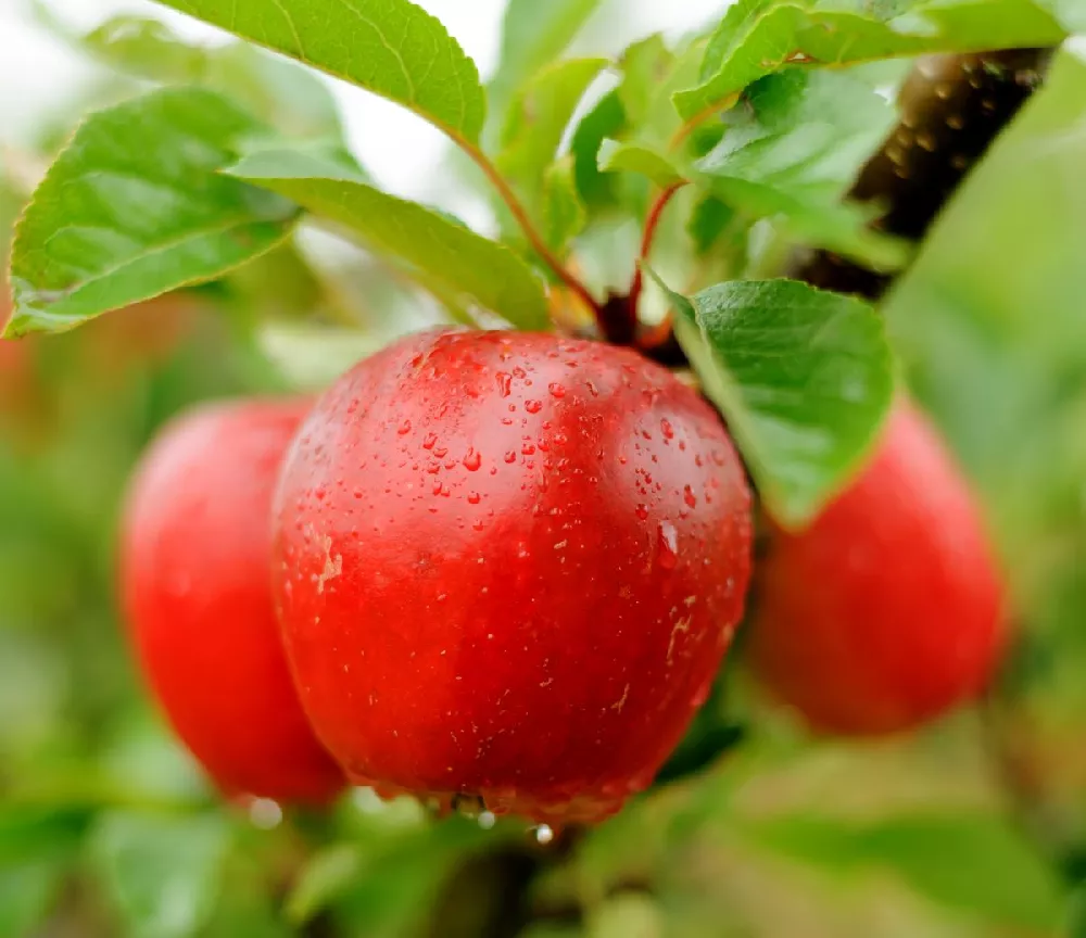 Red Delicious Apple Tree