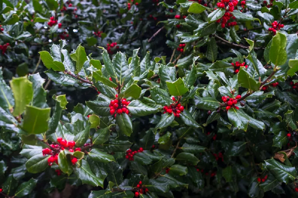 Robin™ Red Holly Tree