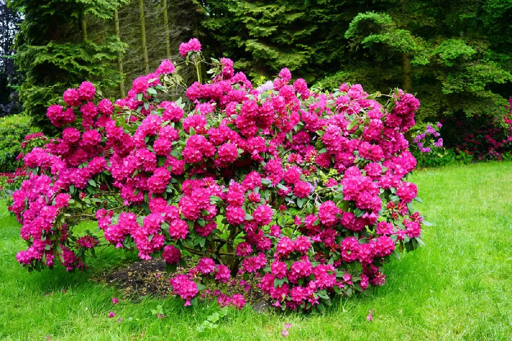 Red Rhododendron Shrub