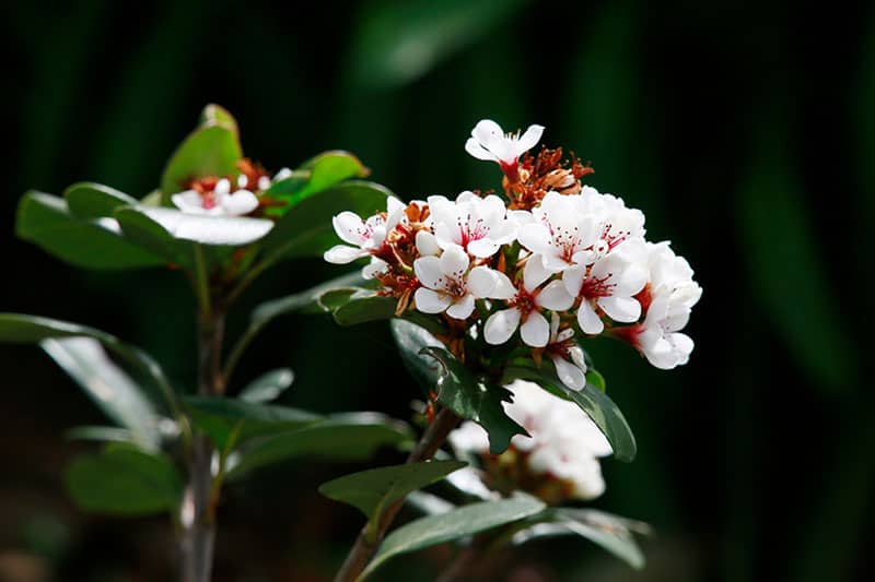 Rhaphiolepis umbellata