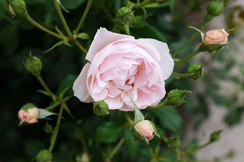 Rosa 'Duchesse de Brabant'