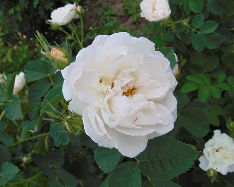 Rosa 'Pompon Blanc Parfait'