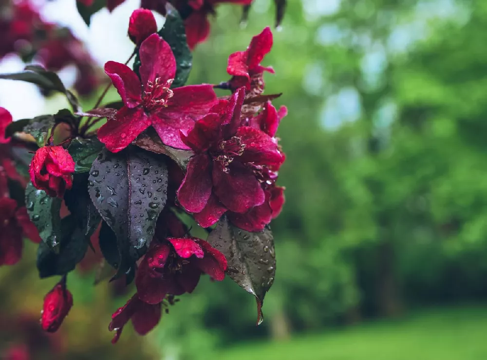 Royalty Crabapple