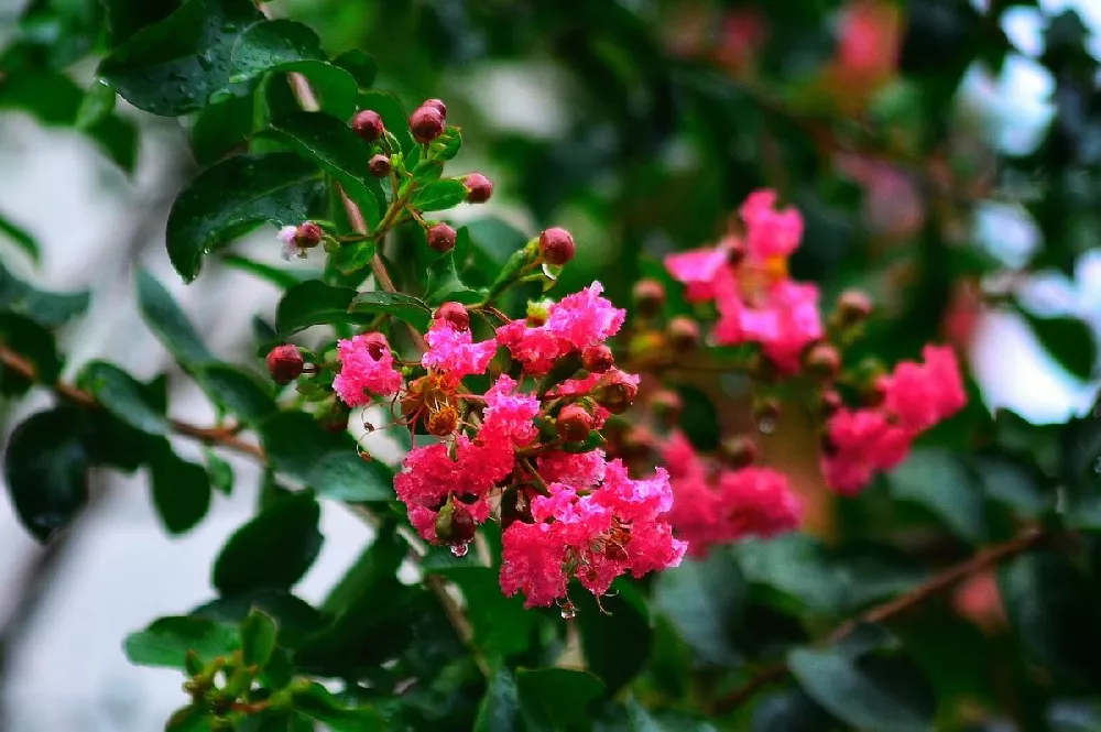 Ruby Prince™ Emerald Empire® Crape Myrtle Tree