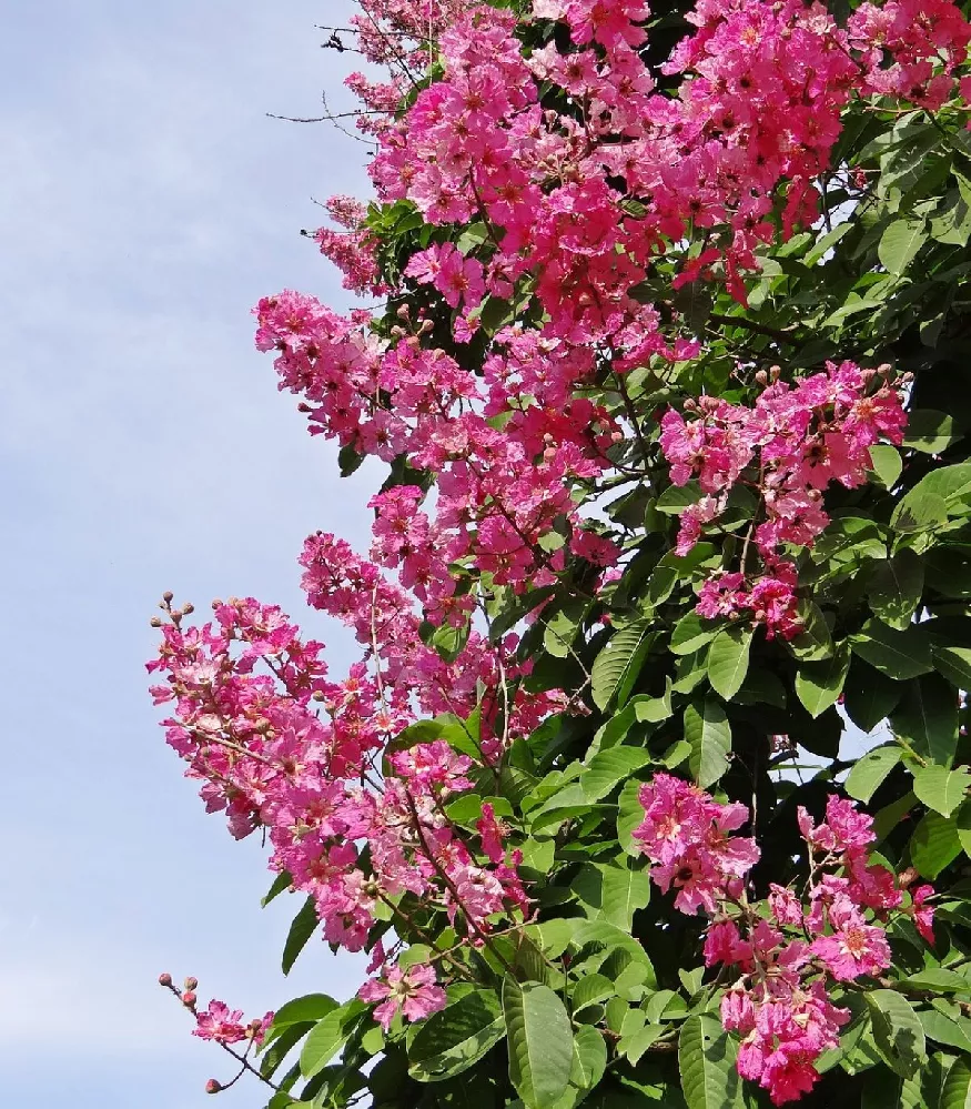 Ruby Prince™ Emerald Empire® Crape Myrtle Tree