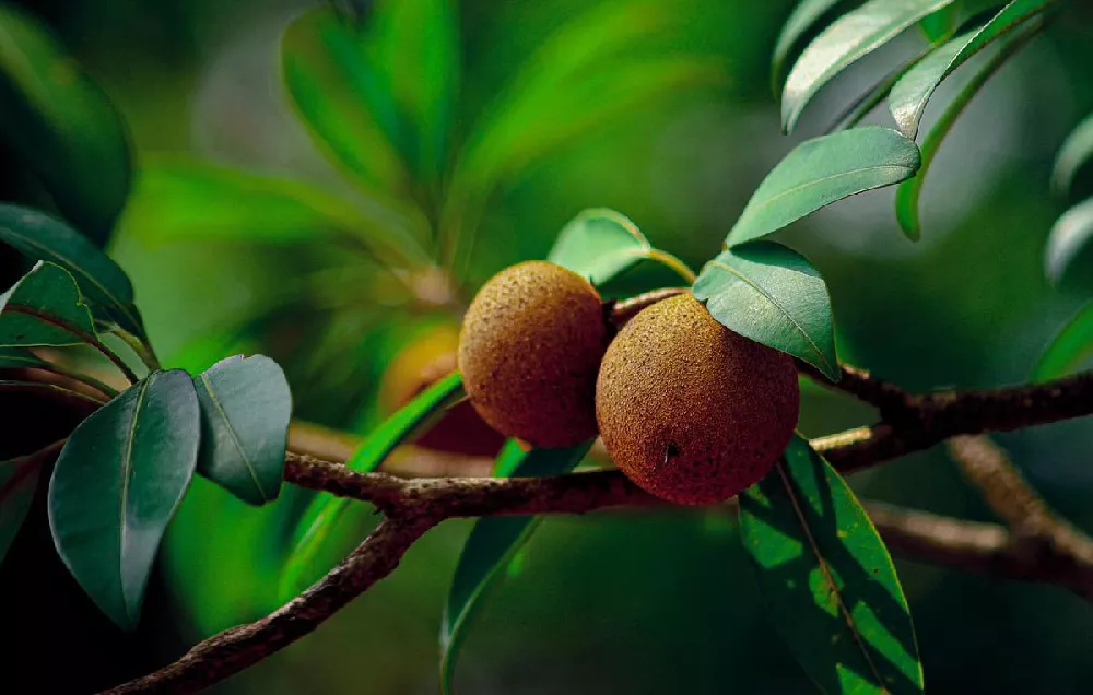 Sapodilla Tree