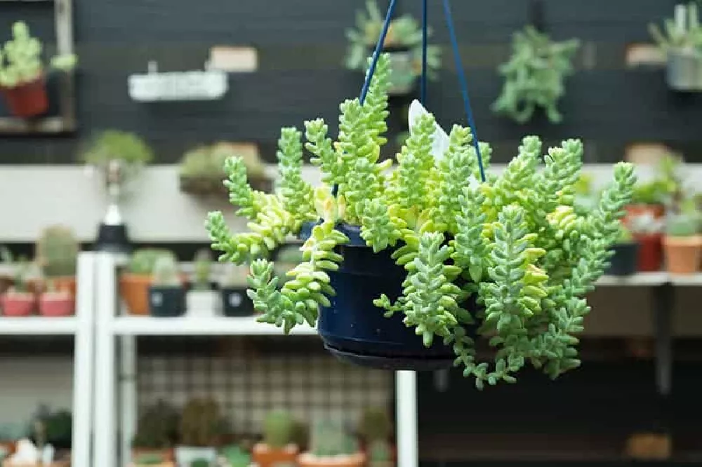 Burros Tail hanging