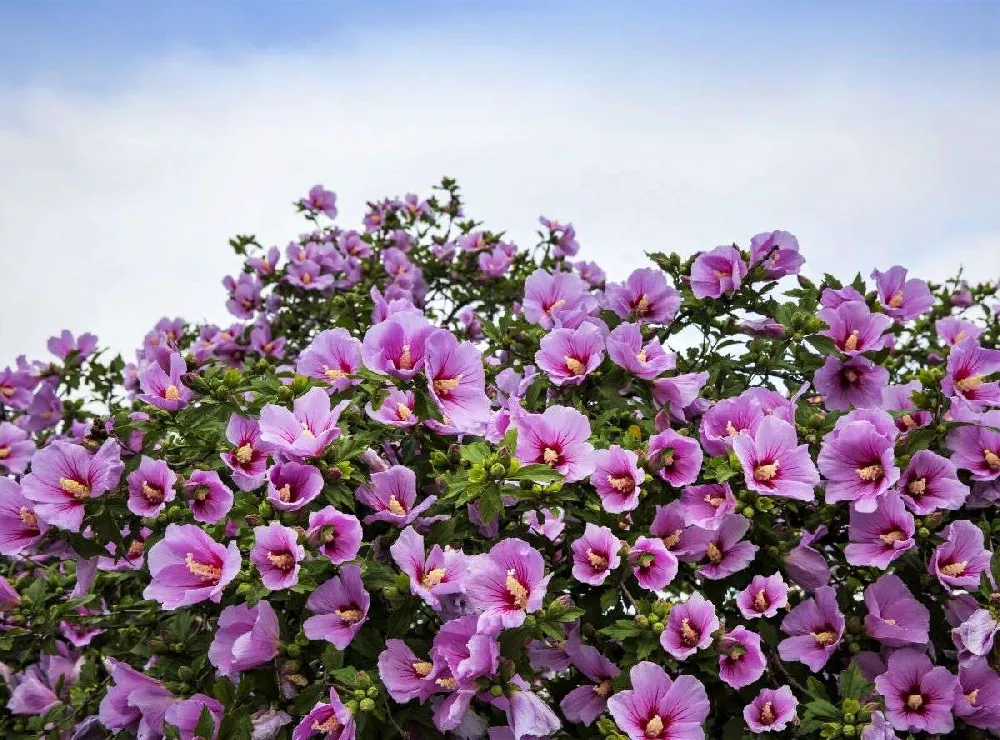 Minerva Rose of Sharon Althea Shrub