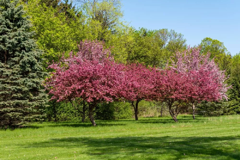 Show Time™ Crabapple