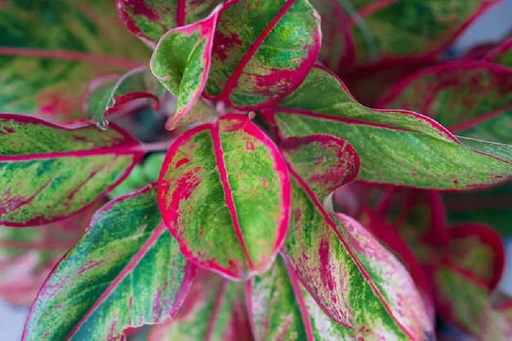 Green Chinese Evergreen Plant