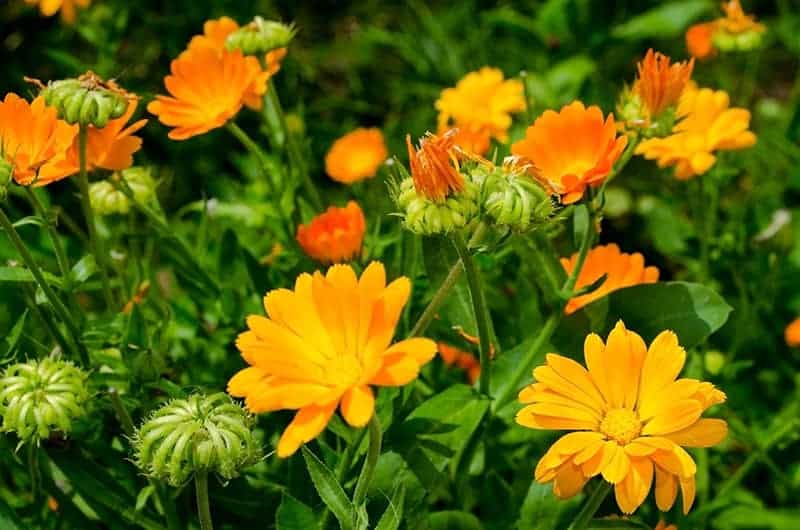 Signet marigolds - Tagetes tenuifolia