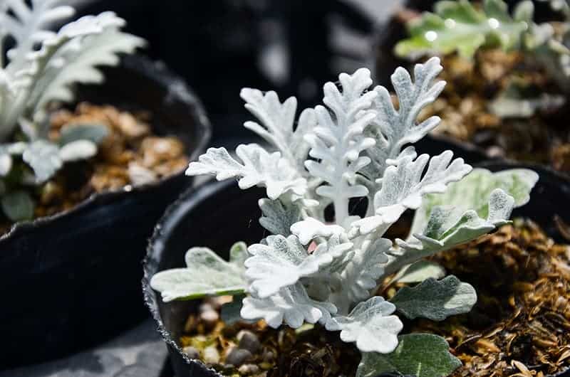 Silver Ragwort Dusty Miller in pot