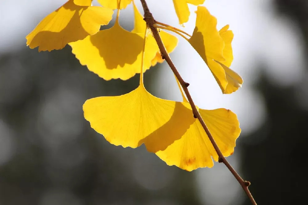 Sky Tower Ginkgo leaves