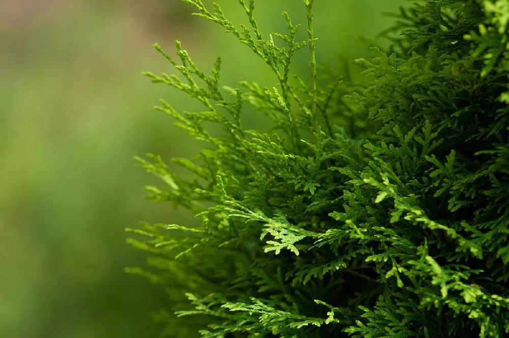 Spartan Juniper close-up