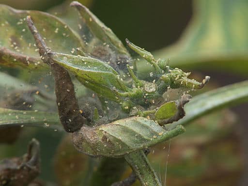 Spider Mites Web