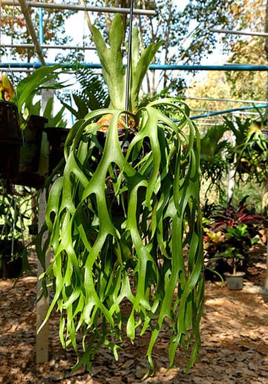 Staghorn ferns in a hanging basket