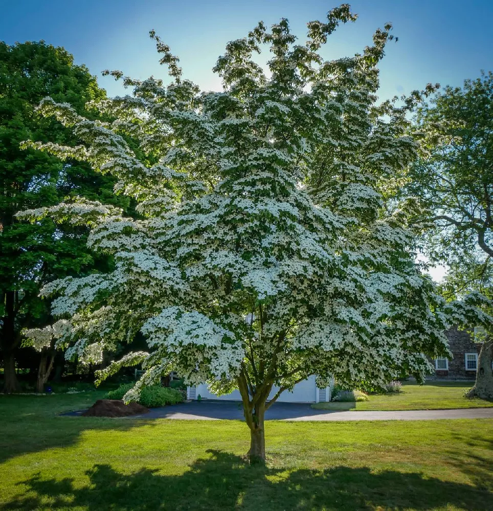 Starlight Flowering Dogwood Tree 1