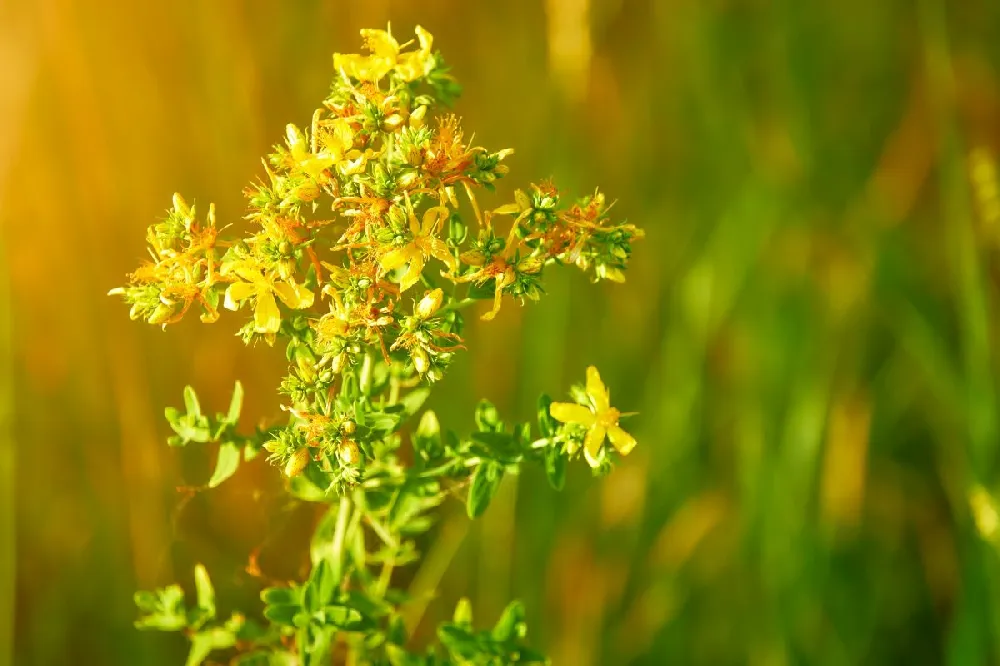 St John's Wort Plant