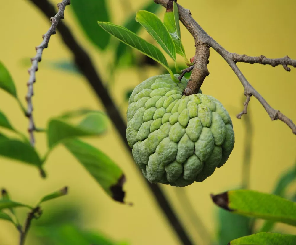 Sugar Apple tree