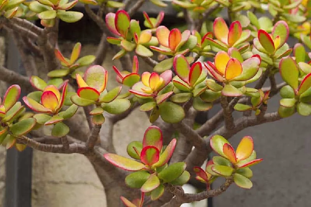 Sunset Jade Plant