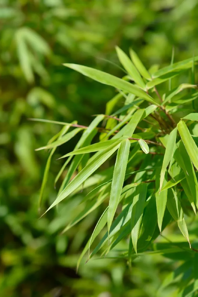 Sunset Glow Bamboo