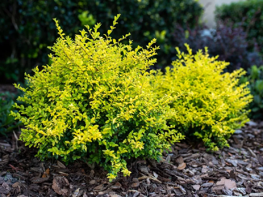 Sunshine-Ligustrum-Shrub